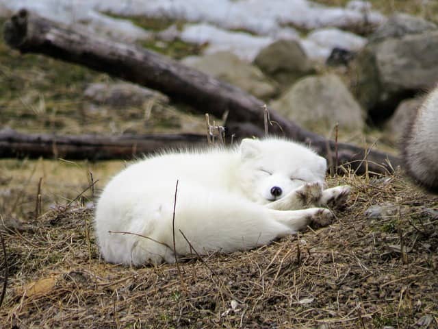 An arctic fox sleeping a small next